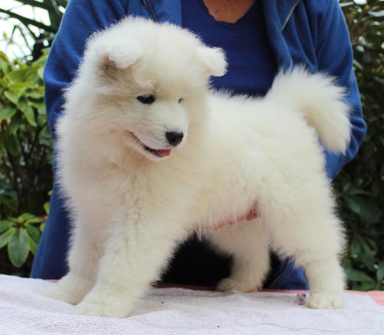 samoyed puppies colorado nikolaevsk samoyeds puppies samoyed puppies colorado nikolaevsk samoyeds puppies